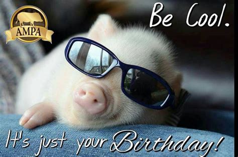 ampa mini pig birthday cards american mini pig  store