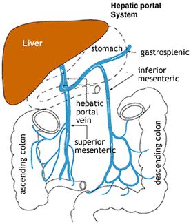 c. Circulatory System - BIOLOGY4ISC