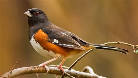 All About Towhees And How To Attract Them Wild Birds Unlimited Wild