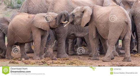 Two Young Elephants Friends Greeting Stock Image Image Of Grass