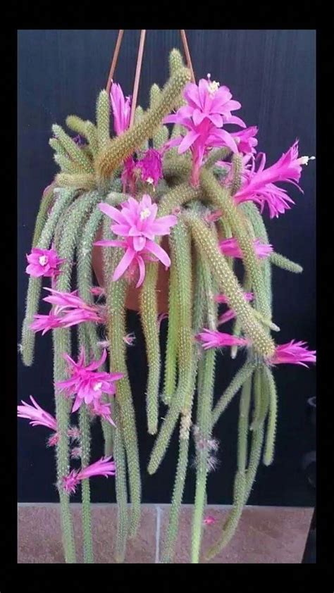 The house of flowers parents guide. Rattail cactus for front of house shower area | Cactus ...