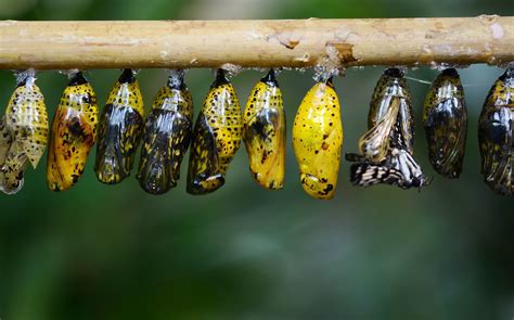 Increasingly Malformed Chrysalis Transofmations Butterfly Cocoon