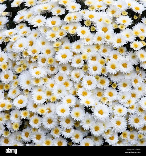 Oxeye Daisy Chrysanthemum Leucanthemum Background Image Stock Photo