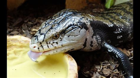 How To Set Up An Indonesian Blue Tongue Skink Enclosure Youtube