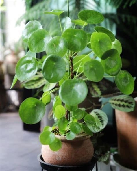 Maybe you would like to learn more about one of these? Chinese Money Plant Care: Hot Tips to Get the Most Out of Your Exotic Plant - Jay Scotts Collection