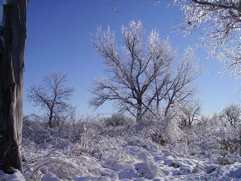 Nebraska Winter Nebraska Trees Winter Field Hd Wallpaper Peakpx