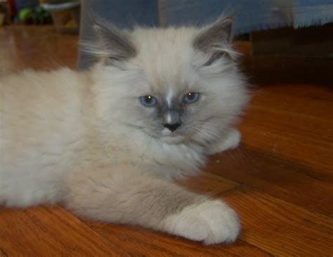 List your animal for sale here. Ragdoll Cats for sale near Allentown, PA 18106 within 50 miles