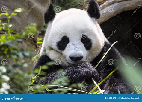 Melanoleuca Ailuropoda Des Großen Pandas Das Den Bambuszoo Singapur