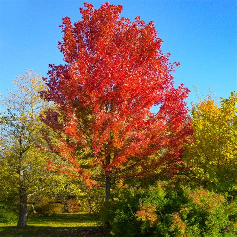 Canadian Maple Tree