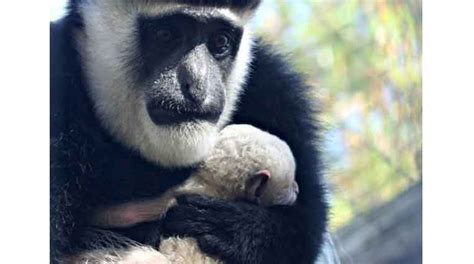 Colobus Monkey Baby Born At The Zoo Business People