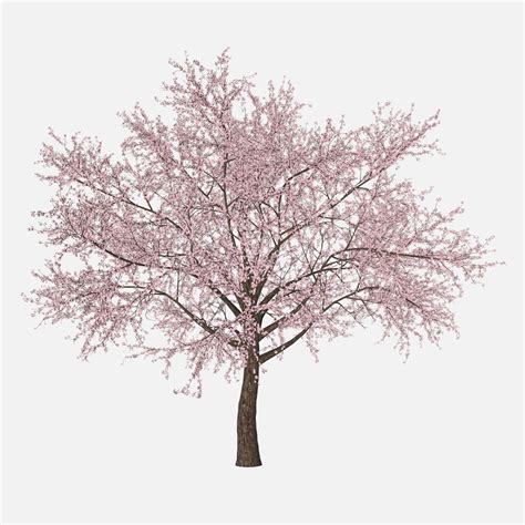 Japan 3d Model Sakura Tree Cgtrader