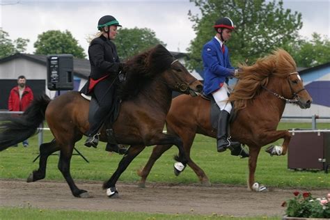 Landets Bedste Islandske Heste Til Dm På Djursland