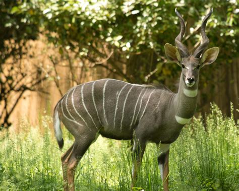 There are two species of kudu in africa which are the lesser. Lesser Kudu | Smithsonian's National Zoo
