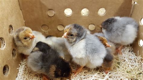 Splash Laced Red Wyandotte Chicken For Sale Cackle Hatchery