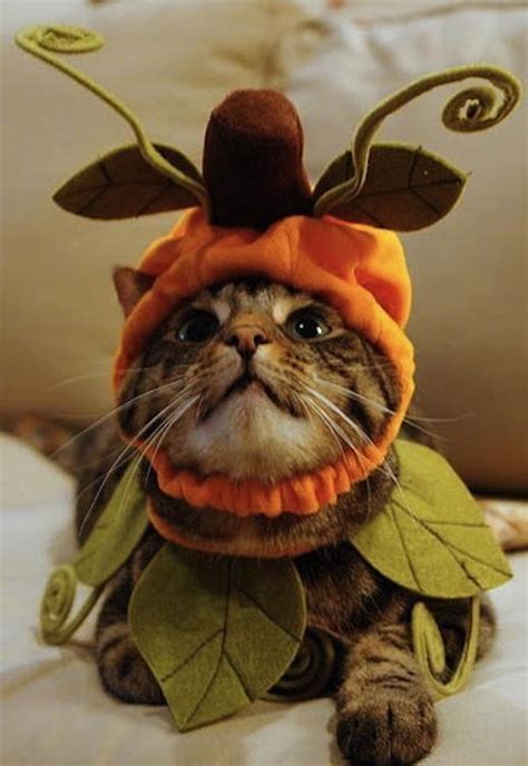 20 Cool Pet Costumes For Halloween Hative