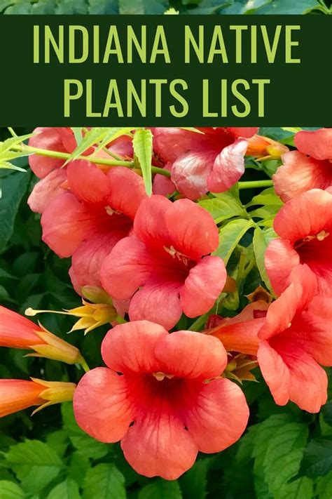 Indiana Native Plants List 21 Low Maintenance Garden Ideas