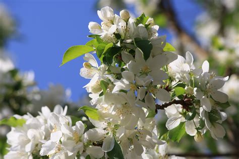 White Spring Blossoms Picture | Free Photograph | Photos Public Domain