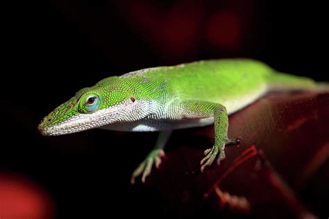 Green Anole Lizard Photograph By Dan Pearce Pixels