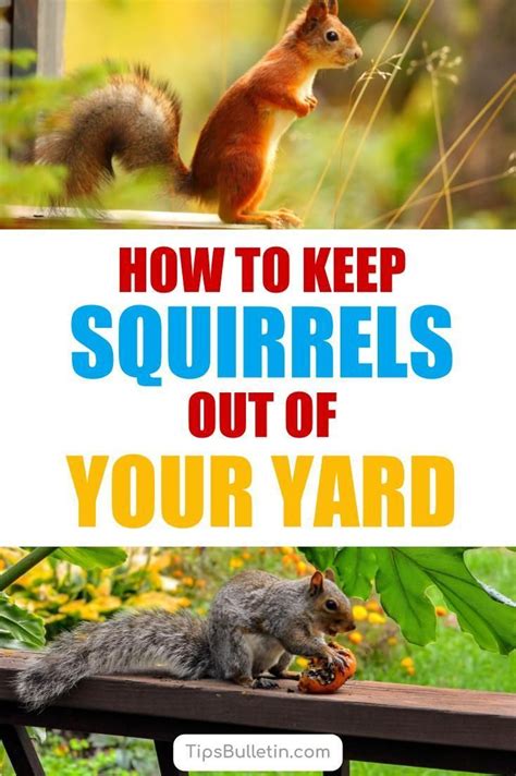 From spring through winter, any time of year is open season for squirrel problems. 17+ Incredibly Easy Ways to Keep Squirrels Out of Your ...
