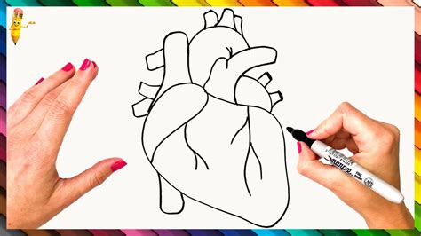 How To Draw A Human Heart Step By Step 🤎 Human Heart Drawing Easy Youtube