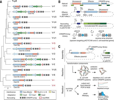 Functionally Diverse Type V Crispr Cas Systems Science