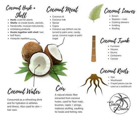Uses Of Coconut Plant From Roots To Leaves Medicinal Uses For 7