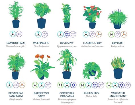 Infographic The Nasa Guide To Air Filtering Plants Recoil Offgrid