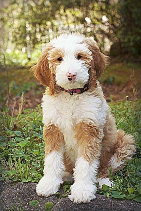 However, since this is a mixed breed, there's definitely an element. Goldendoodle Grooming - 5 Best Tips On How To Groom A ...