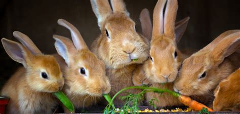 Jul 07, 2020 · the answer: Why Do Rabbits Eat Their Babies? Oh no! | Why Do Magazine