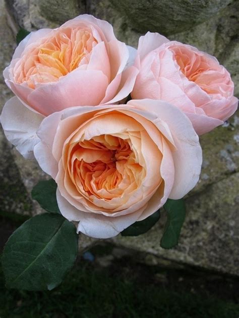 76 Gorgeous Roses Youll Wish You Could Grow Juliet Garden Rose