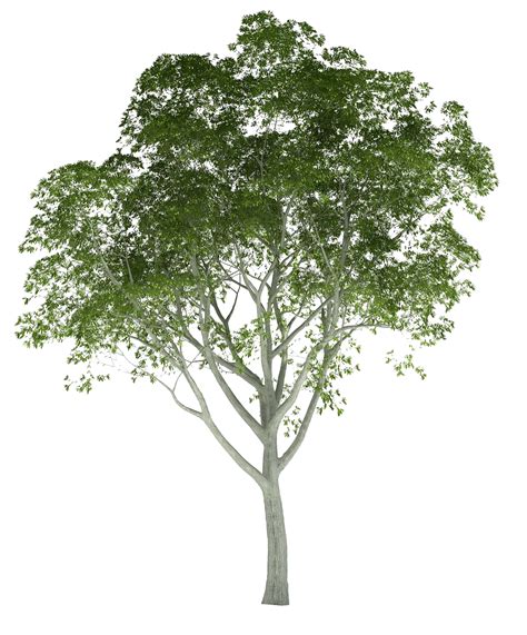 Cutout Tree Landscape Elements Landscape Materials Photoshop