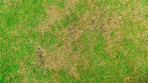 Our Expert Tips For Treating Brown Patch In Lawns Plants For All