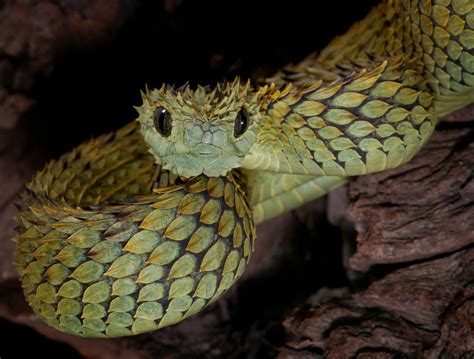 64 Viper Snake Wallpaper