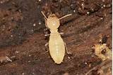 Termite Lives In Pictures