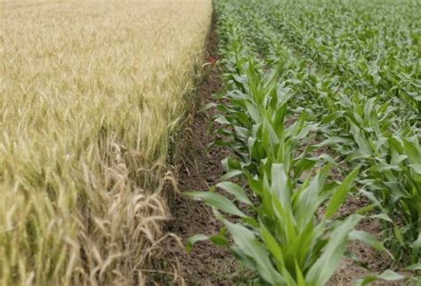 Alibaba.com offers 1,921 wheat grass growing products. Free Images : lawn, wheat, prairie, flower, produce, crop ...