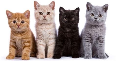 Walaupun berlainan spesis, tapi kita boleh tengok betapa rapatnya mereka. Pencinta Kucing? Ini adalah 10 perkara yang korang mungkin ...