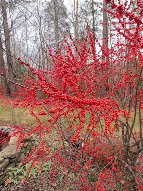 Living With Color Designs Winterberry Winterberry Winter Plants