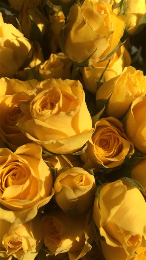 Maybe you would like to learn more about one of these? Download gratuito! √ Sfondi Tumblr Rose Gialle ...