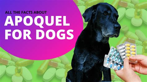 All The Facts About Apoquel For Dogs Soothing Your Poochs Itch With