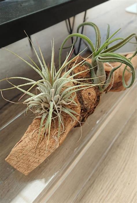 Air Plants Tillandsia Guide Our House Plants