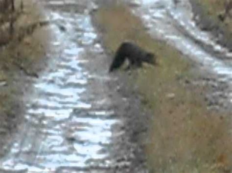 Get real fisher cat sounds in wav and mp3 format. Maine Fisher Cat Hunting Rabbit 2.AVI - YouTube