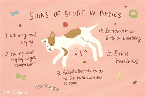 But exploring the world is hard work and puppies need a lot of sleep there are many reasons why a puppy may sleep too much. Treating Bloat in Puppies