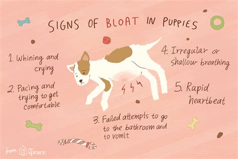 In this animalwised article, we're going to explain why your rabbit is shaking and breathing fast.we'll also look at similar behaviour, such as. Treating Bloat in Puppies