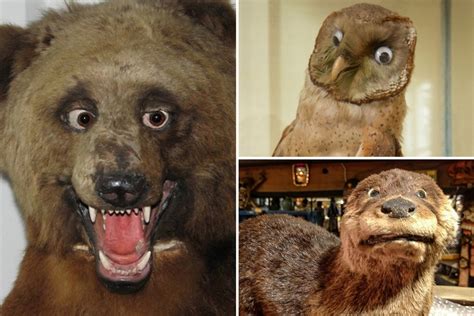 Worlds Worst Taxidermy Fails Will Leave You In Stitches