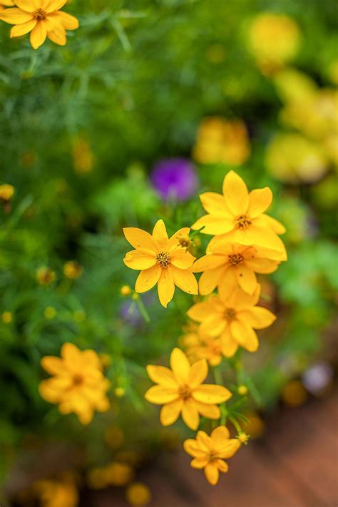 Alpina and the slightly tender but scented c. 16 Flowering Perennials That Will Add Color to Your Garden ...