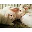 14 Sweet Baby Bunnies Need Homes ASAP  Zooh Corner Rabbit Rescue