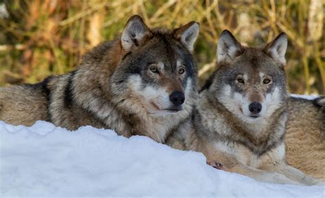 Ethiopian wolves, red wolves and gray wolves. Protecting wolves in Finland