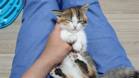 An adopted munchkin cat will cost around $75 to $150. Munchkin Cat Healing Short Video - YouTube