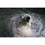Shake Dry Polar Bears Take A Dip In St Petersburg  NBC News
