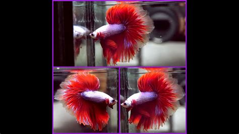 Betta Fish Dragon Purple Super Red Rosetail Halfmoon Male T163 Youtube